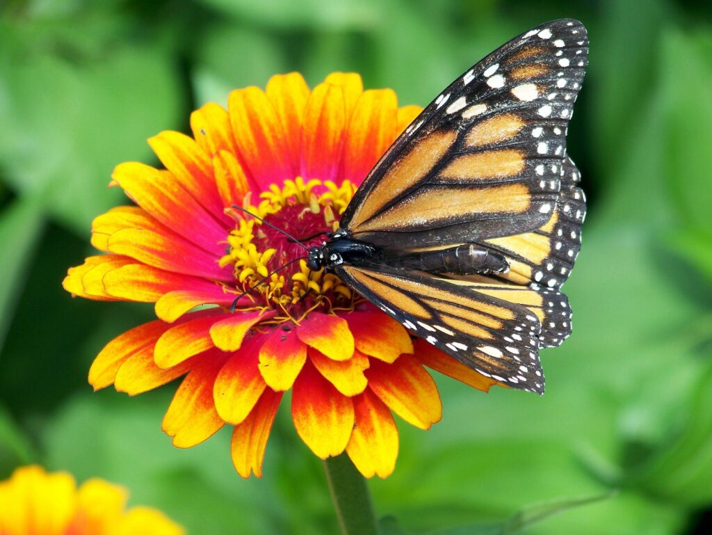 Many butterflies are facing extinction