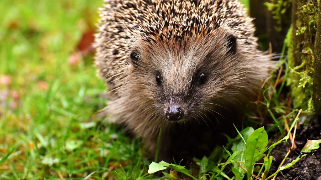 Hedgehogs are on the verge of extinction