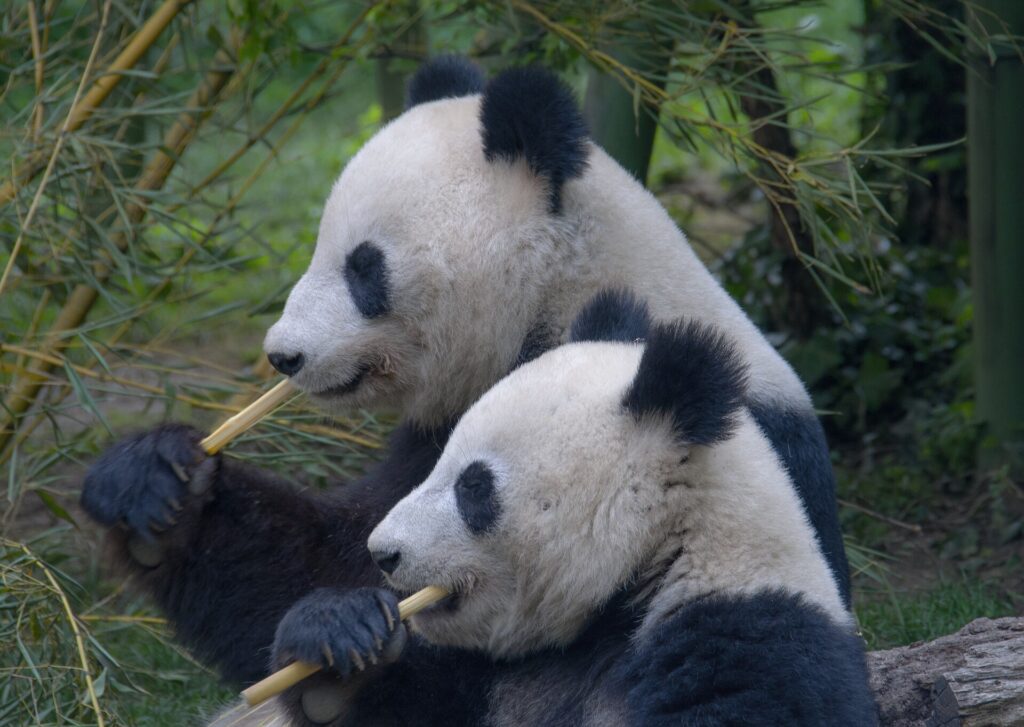 Pandas eating