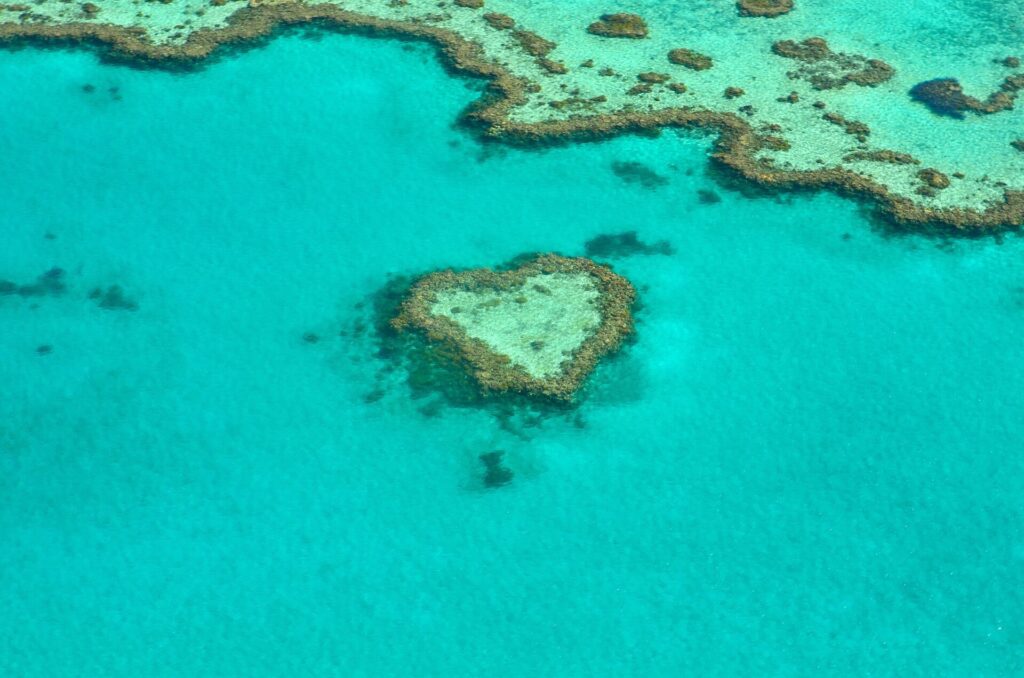 The largest living body is the great barrier reef