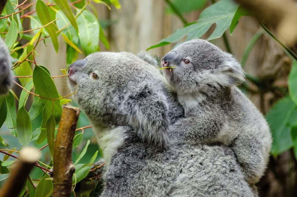 Koala cuddles