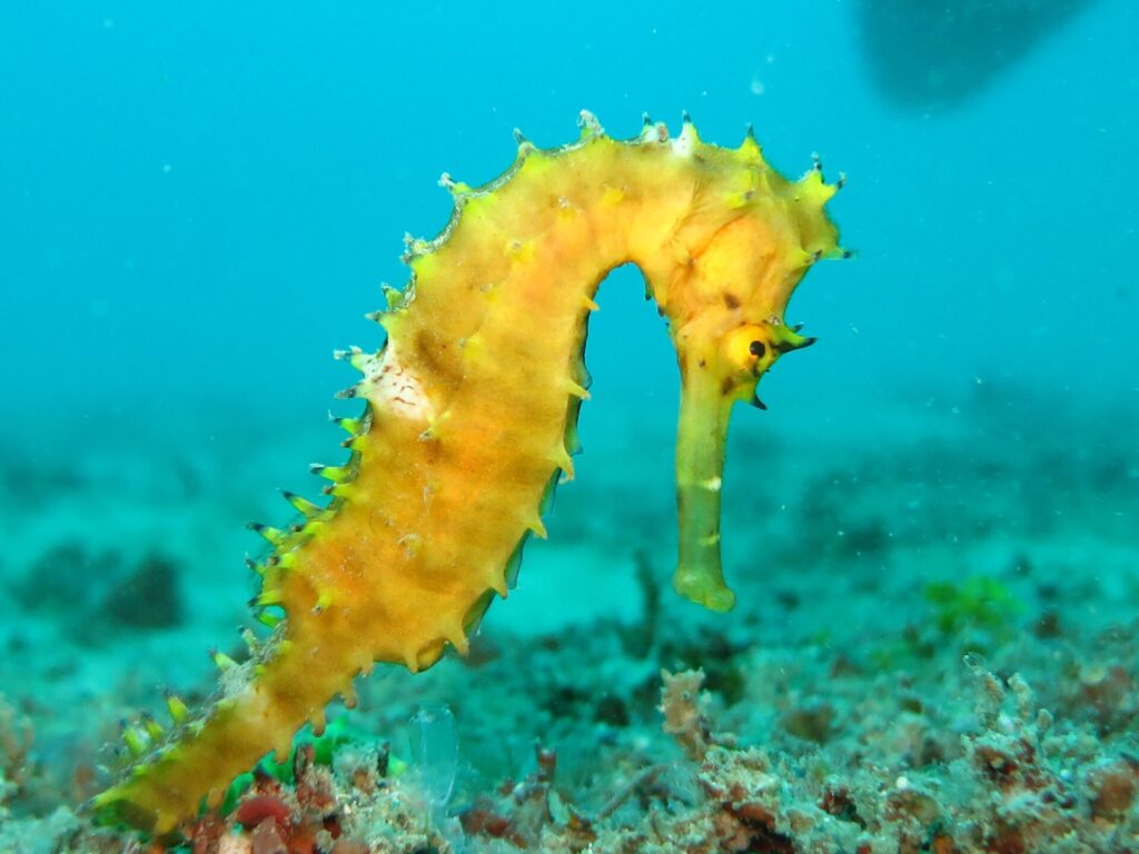 Sea Horse are beautiful examples of the diversity of life