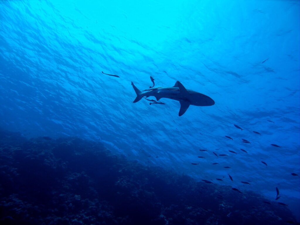 Sharks are an important part of the ecosystem of the ocean