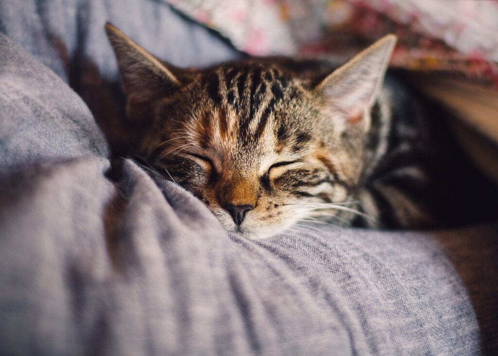 Cat naps are good ways to de-stress