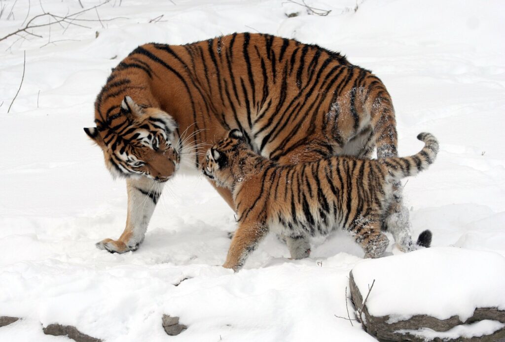 Tiger mum and cub