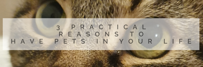 Practical Reasons to Have Pets in Your Life