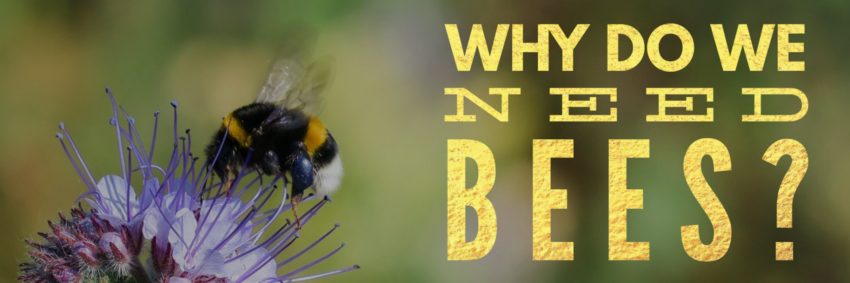 Why Do We Need Bees