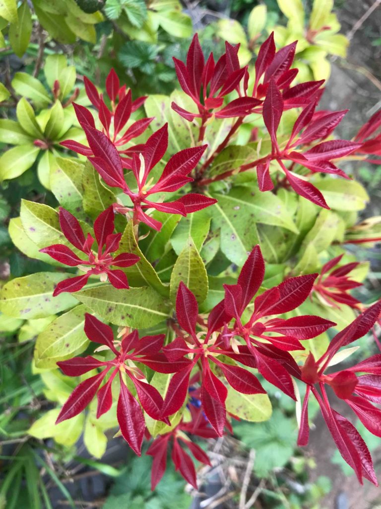 Wonderful Ways Gardening Benefits Your Mental Health