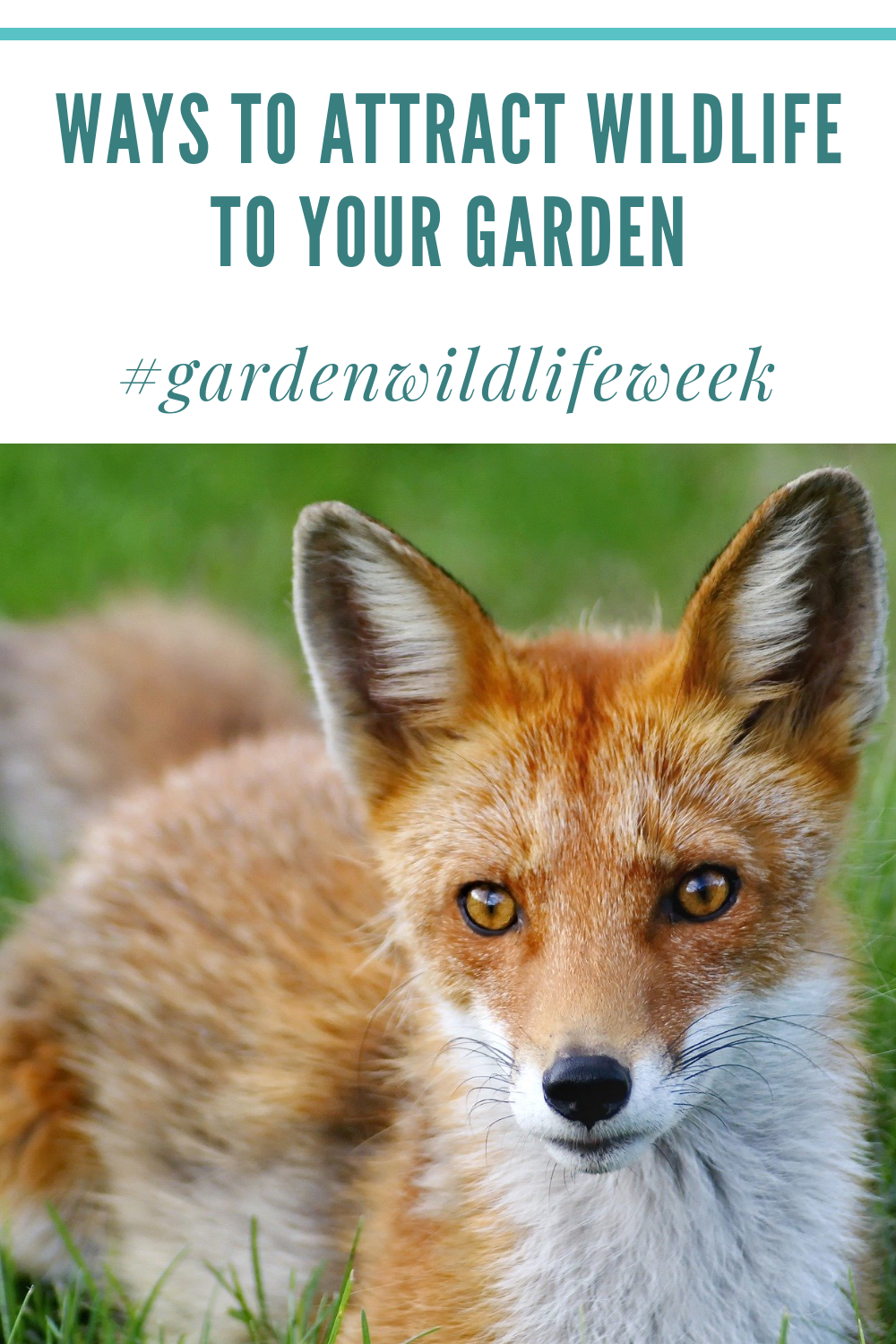 Ways To Attract Wildlife to Your Garden
